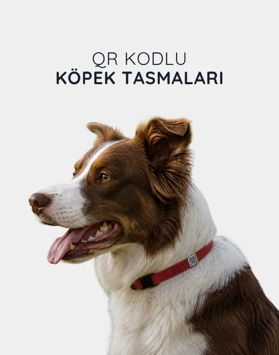 QR Kodlu Köpek Tasması