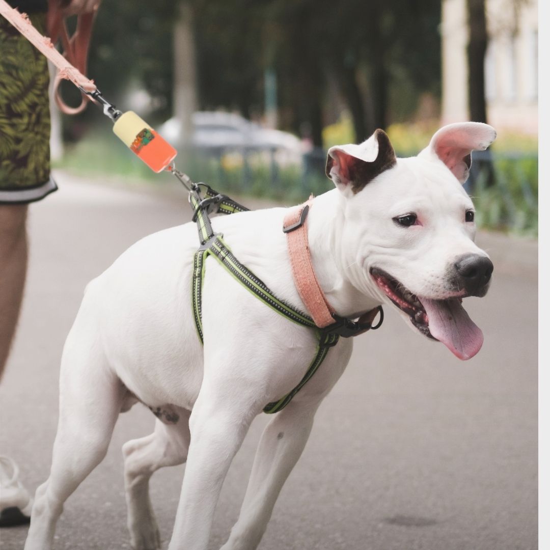 köpek tasması