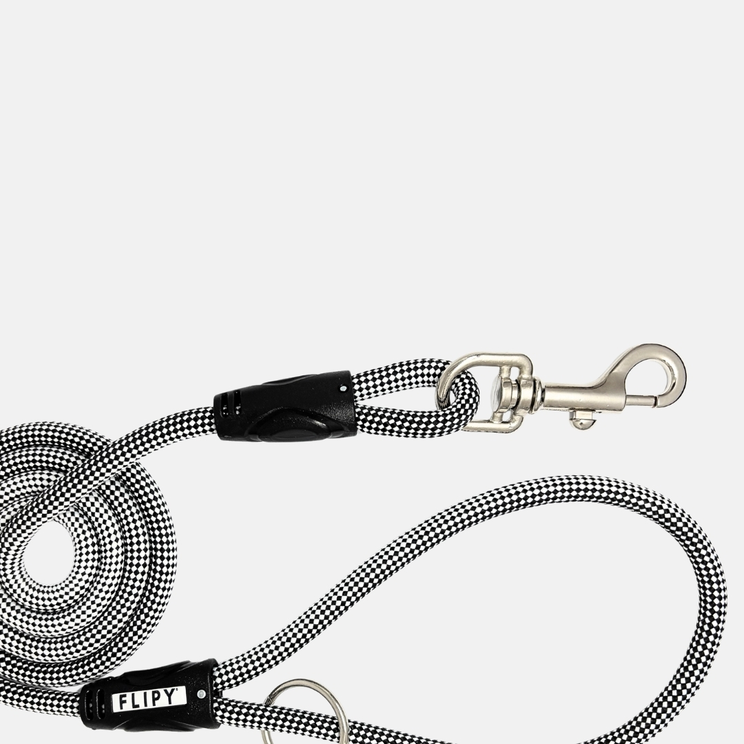 ince köpek tasması 