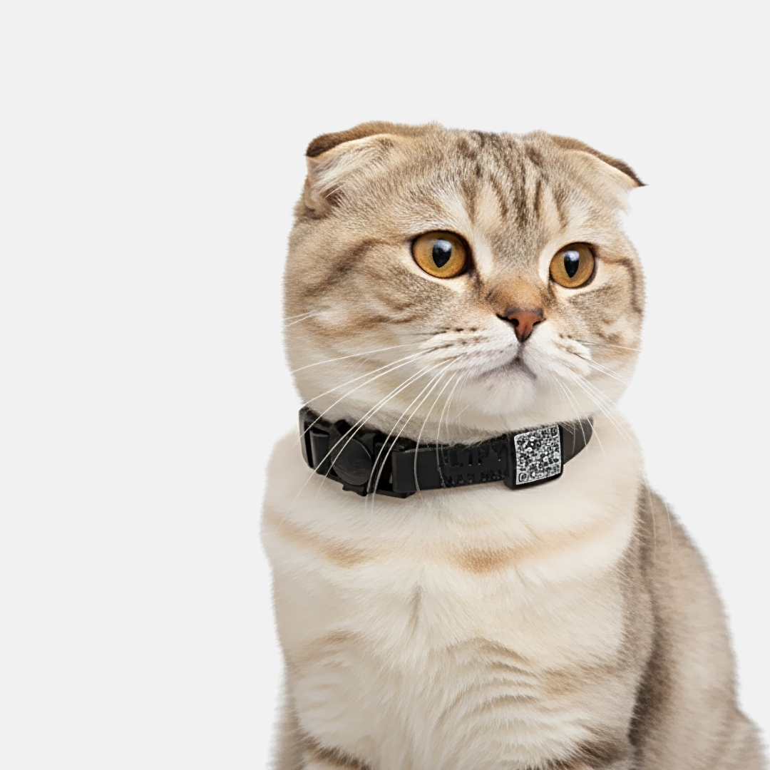 kedi tag kimlik tasma